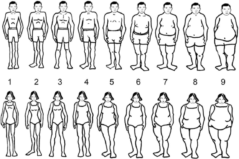 The average body shape of males and females in the sample. These