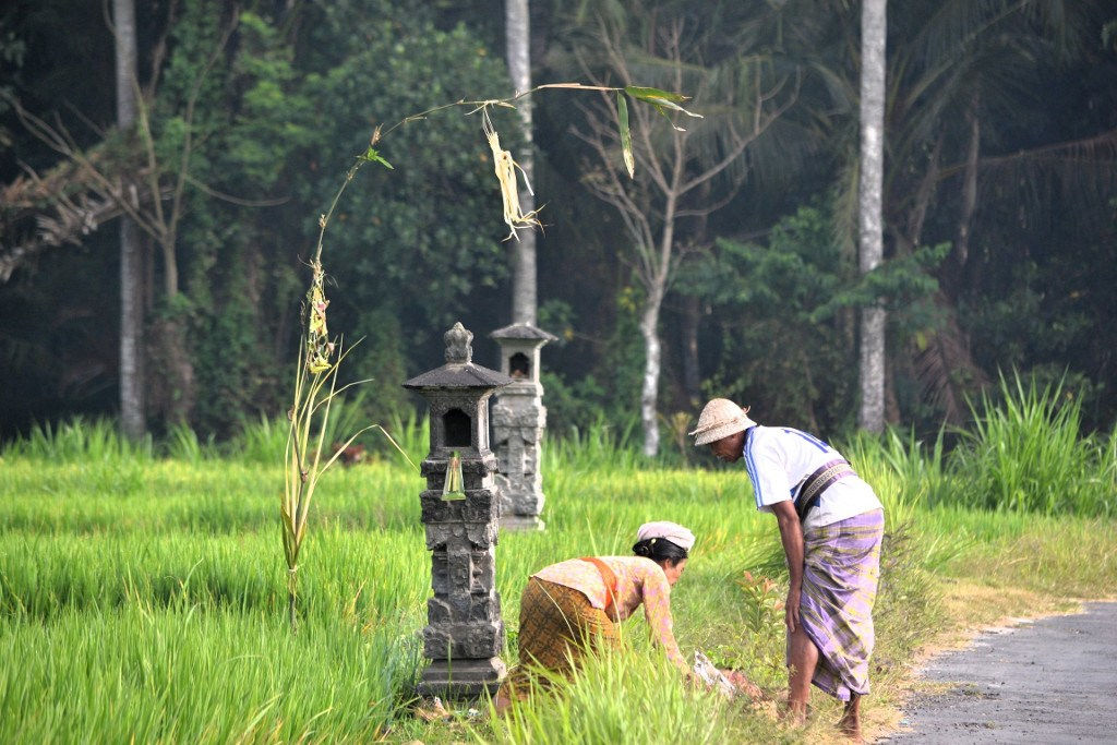 A farmer is making an offering at a Bedugul.